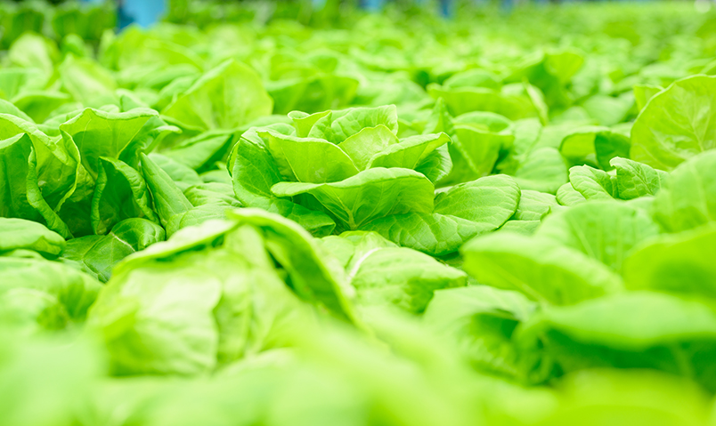 Researchers developing vegetable varieties at greenhouse agriculture